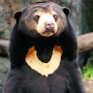 Meet your Posher, Abel